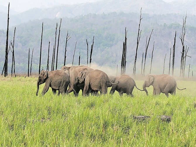 భారతదేశంలో టాప్‌-10 అతిపెద్ద జాతీయ ఉద్యానవనాలు