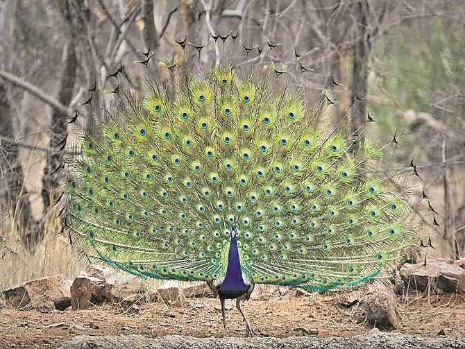 జాతీయ పక్షి - నెమలి